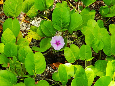 purple petaled flower near green leaves thumbnail
