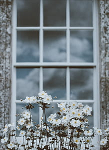 white common cosmos near the window thumbnail