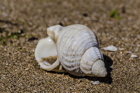white seashell on brown sand thumbnail