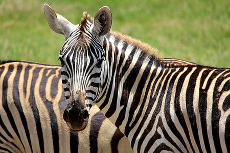 two zebra on outdoor during daytime thumbnail