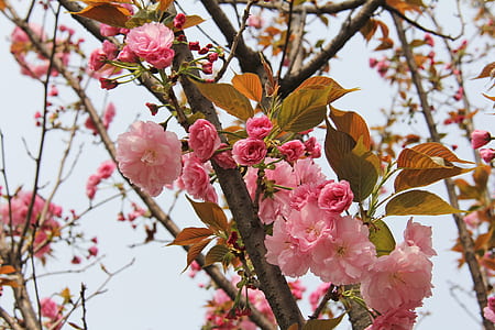 pink flowers thumbnail