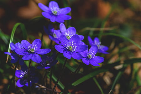 Close View of Purple Flowers thumbnail