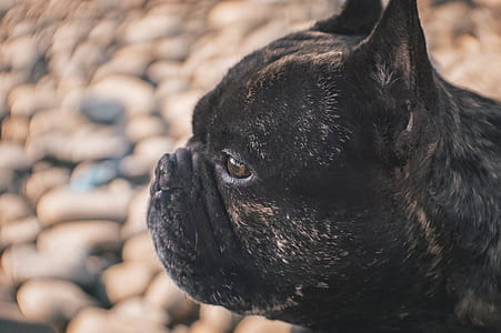 selective focus photography of black dog thumbnail