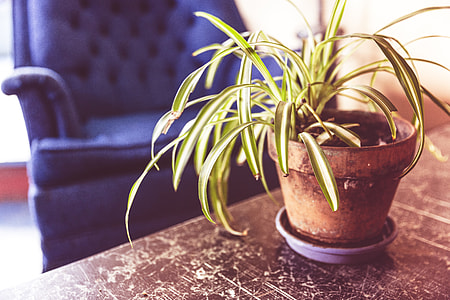 Dracaena Marginata on brown clay pot thumbnail