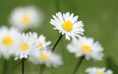 white daisy flowers thumbnail