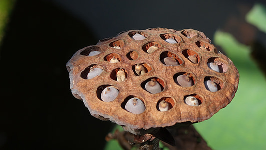 brown mushroom closeup photo thumbnail