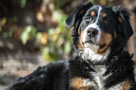 Rottweiler photo thumbnail