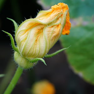 shallow focus photography of yellow flower thumbnail