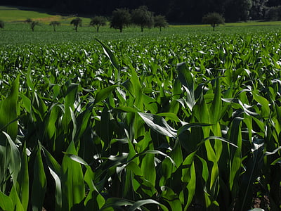 corn field thumbnail