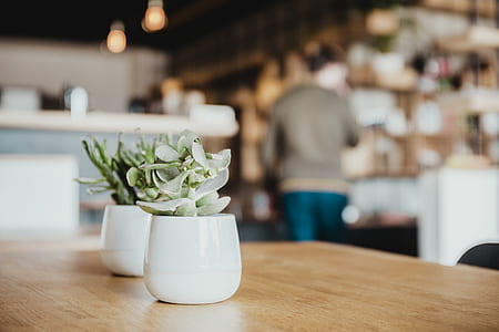 two succulents plants in white vase on wooden table thumbnail