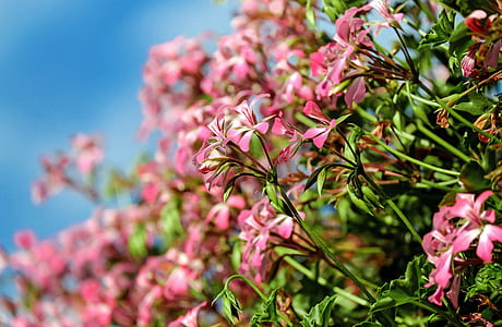 pink flowers thumbnail