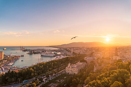 bird flying during golden hour thumbnail