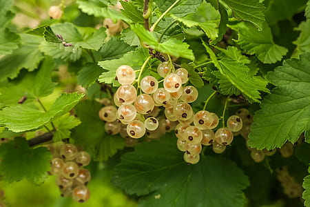 clear fruits thumbnail