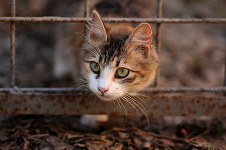 selective focus photography of tortoiseshell cat thumbnail