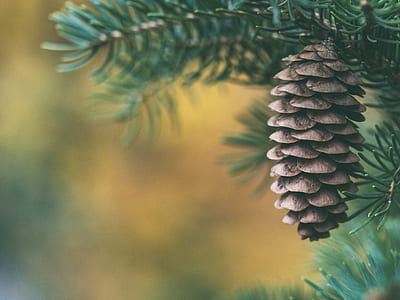 pine cone hanged on tree thumbnail