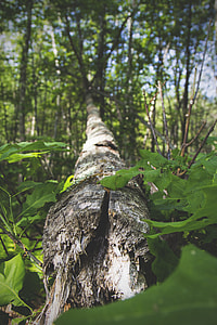 green leafed plant thumbnail