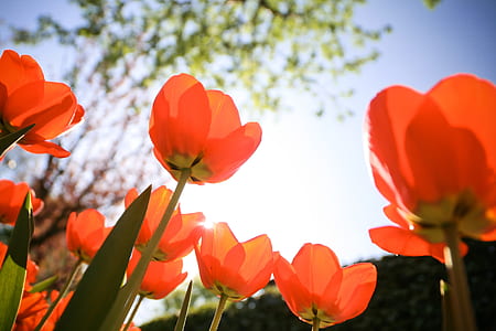 orange poppy flower at bloom during daytime thumbnail