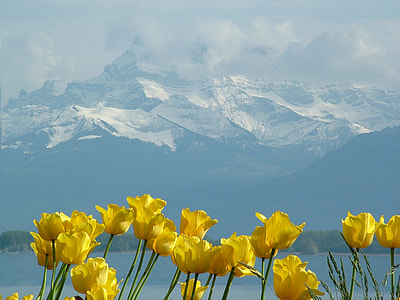 yellow petaled flowers with snow cap mountain in background thumbnail