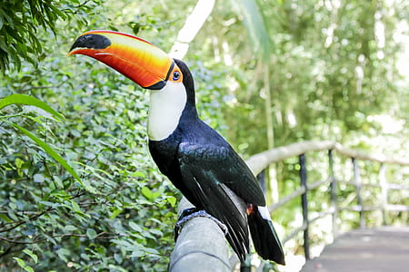 toco toucan on bamboo rails during daytime thumbnail