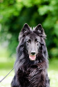 adult black German shepherd thumbnail