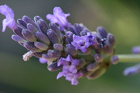 purple flowers thumbnail