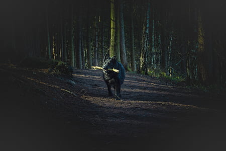 black Belgian sheepdog biting twig thumbnail