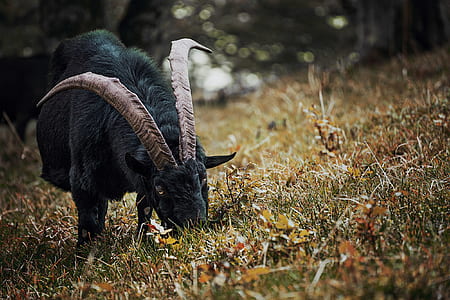 Selective Focus Photography of Black Goat Eating Grass thumbnail
