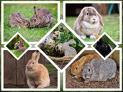 assorted rabbits collage thumbnail