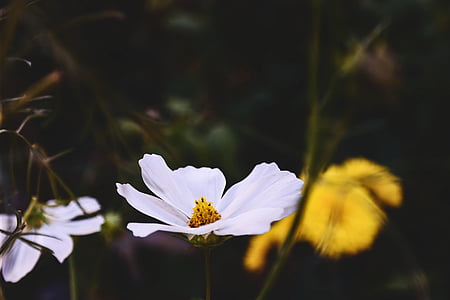white flowers thumbnail