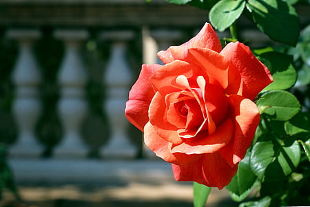 orange rose photo thumbnail