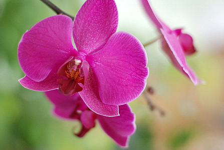 macro photography of pink flower thumbnail