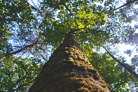 Low Angle Photo of Green Tree during Daytime thumbnail