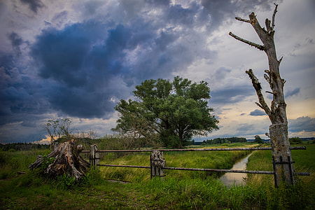 leafless tree fence near a narrow road photo thumbnail