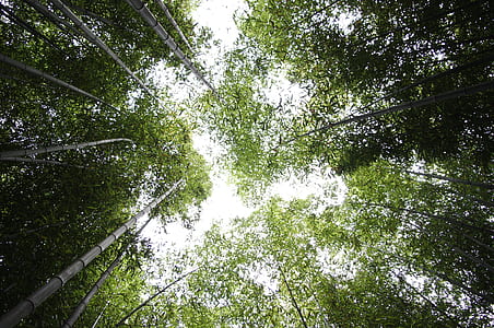 worm's eyeview of green trees during daytime thumbnail