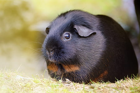 selective photography of black hamster thumbnail