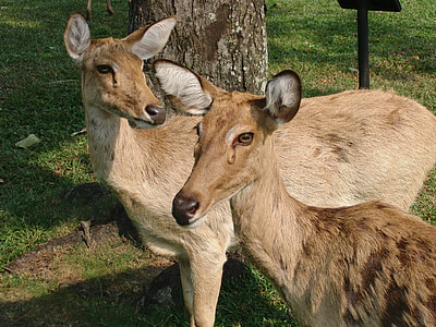 Thaminsky Deer, Cervus Eldii Thamin thumbnail
