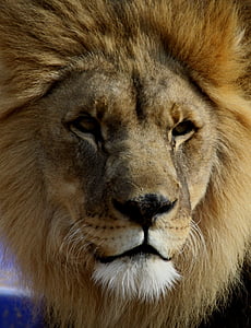 tiger's face thumbnail