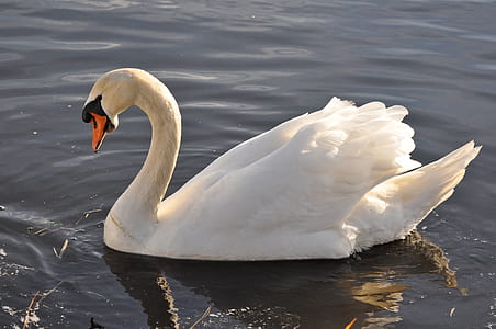 swan galloping on water thumbnail