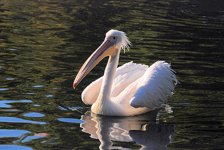 Great White Pelican, Pelican thumbnail