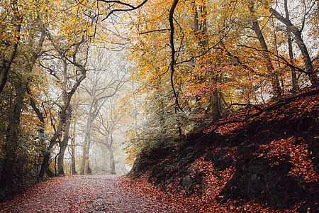 maple trees thumbnail