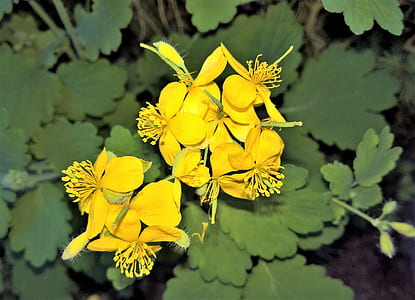yellow flowers thumbnail