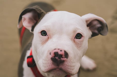 closeup photo of gray and white American pit bull terrier puppy thumbnail