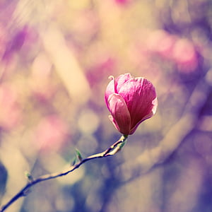 selective focus photography of pink petaled flower thumbnail