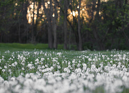 tilt shift lens photo of white flower field thumbnail