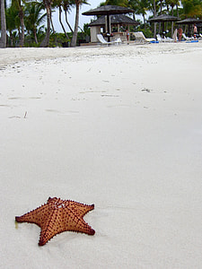 Seastar on the beach  thumbnail