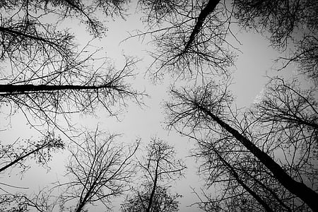 low-angle photography of bare trees thumbnail