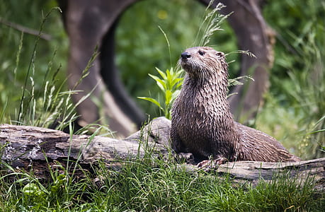 sea lion on gray wood thumbnail