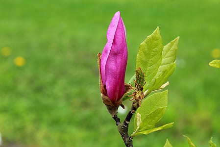 pink petaled flower thumbnail