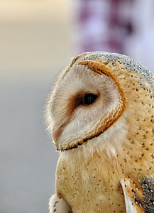 brown owl thumbnail