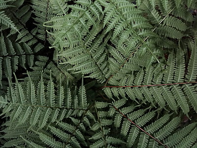 green leafed plant thumbnail